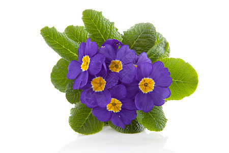紫普质花朵图片