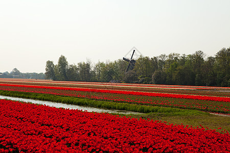 荷兰灯泡字段农业风车红色花坛利瑟天空花朵场地图片