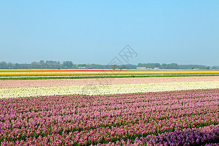 荷兰灯泡字段花朵粉色农业花坛场地天空利瑟紫色图片