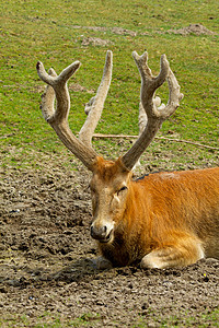 鹿休息喇叭哺乳动物鹿角野生动物场地背景图片