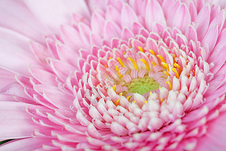 粉红色Gerber花花植物群宏观粉色花瓣植物图片