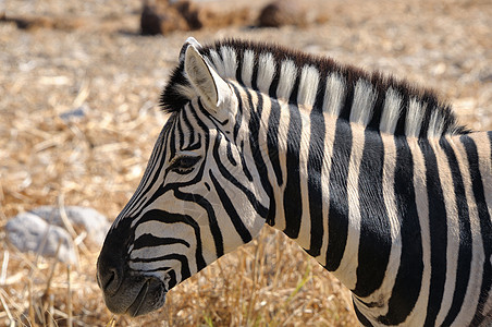 Zebra Etosha 纳米比亚野生动物动物哺乳动物黑色白色荒野动物群图片