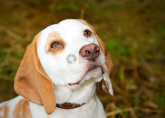 Beagle 在一个字段中查找享受宠物猎犬公园草地小狗姿势鼻子场地农村图片