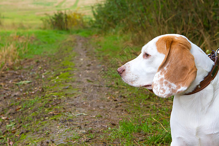 Beagle 在野外留心鼻子眼睛犬类宠物猎犬姿势活力乐趣草地场地图片