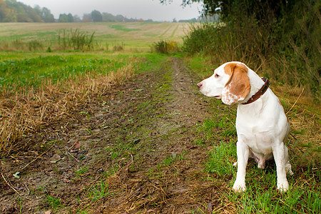 Beagle 在野外留心小狗猎犬草地活力宠物公园场地乐趣农村朋友图片