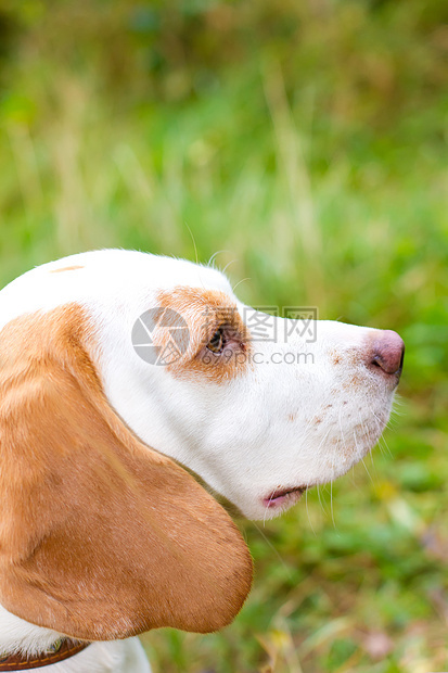 Beagle 在野外留心犬类朋友场地农村鼻子宠物活力猎犬小狗草地图片