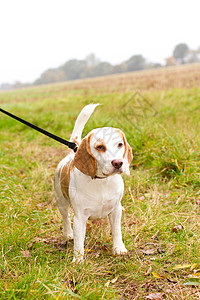 Beagle 被徒步走在外地的领先位置享受公园朋友鼻子宠物猎犬乐趣小狗犬类活力图片