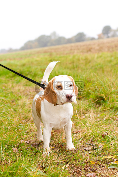 Beagle 被徒步走在外地的领先位置享受公园朋友鼻子宠物猎犬乐趣小狗犬类活力图片