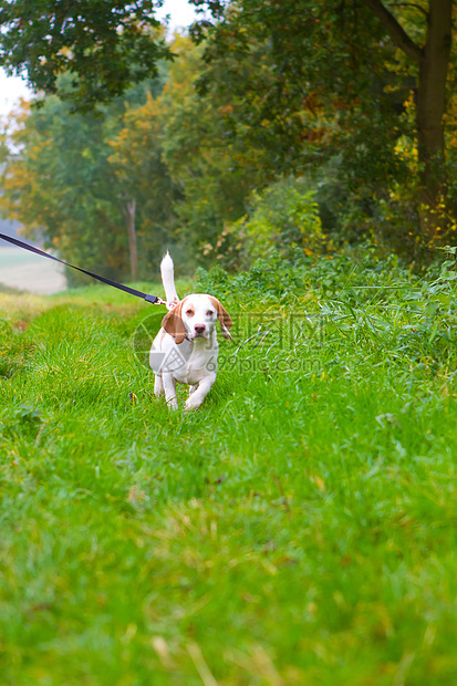 Beagle 被徒步走在外地的领先位置朋友农村猎犬享受宠物犬类眼睛活力乐趣姿势图片