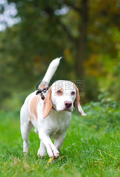 Beagle 被丢弃在野外的领头位置鼻子姿势朋友场地草地宠物享受小狗犬类乐趣图片