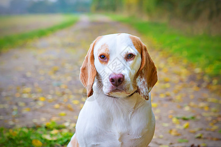 Beagle 在一个字段中查找宠物犬类场地眼睛姿势乐趣享受草地朋友活力图片