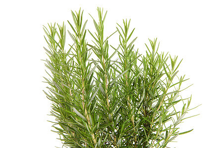 缝合中的新迷迭香美食植物香气树叶草本植物香料绿色食物芳香厨房图片