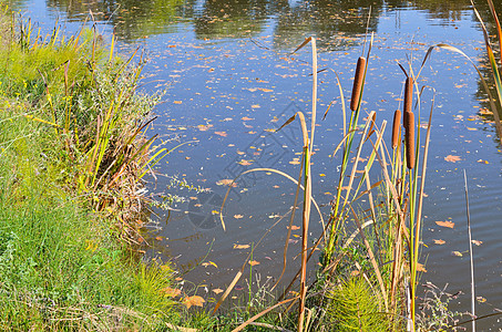 池塘上的Reeds粘液场景湿地水库反射叶子植物群浮萍钓鱼花园图片