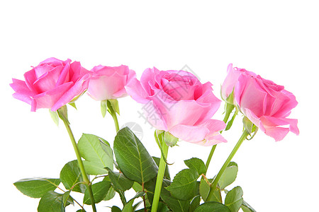 五朵粉红玫瑰图片