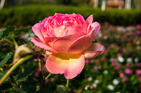 玫瑰花瓣园艺绿色发芽粉色日光树叶植物群女性化图片