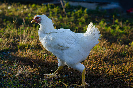 鸡国家家禽草地农村白色母鸡场地公鸡羽毛配种图片