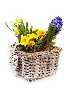 篮子泉花水仙黄色植物紫色花朵甘蔗灯泡植物群笨蛋背景图片