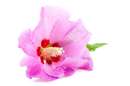 粉红希比须斯花在紧闭中花瓣粉色花朵热带树叶季节性图片