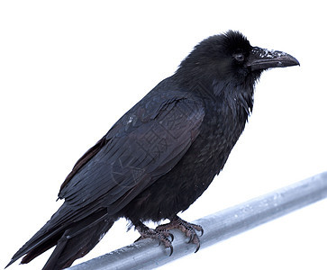普通的乌鸦粘在金属棒上动物群生物观鸟荒野利爪栖息鸟类账单羽毛眼睛图片