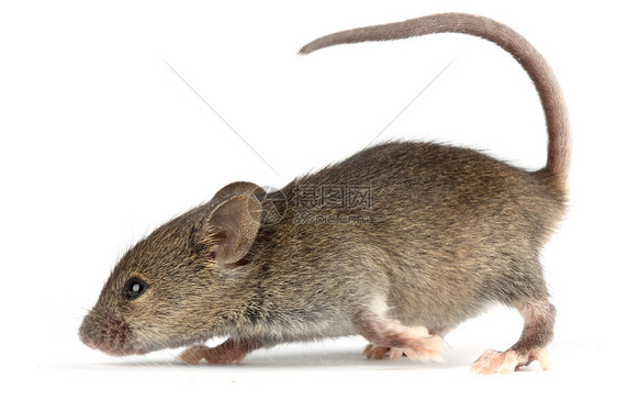 老鼠害虫寄生虫耳朵鼻子头发宠物寄生图片