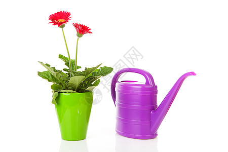 Gerber工厂和水罐植物群园艺紫色绿色红色植物图片