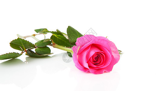 美丽的粉色玫瑰树叶花朵植物图片