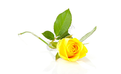 美丽的黄玫瑰植物黄色树叶花朵图片
