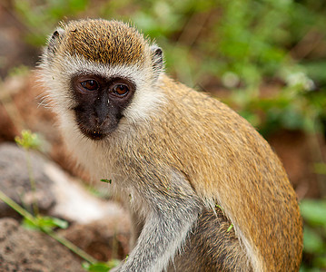 活性猴子Vervet 猴子荒野动物生物哺乳动物野生动物图片