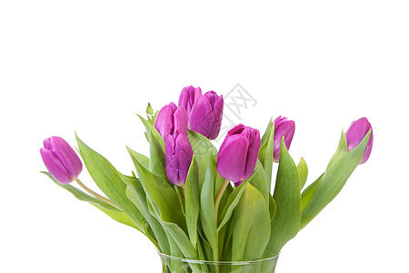 紫色郁金香花朵植物群灯泡绿色花瓶花束植物图片