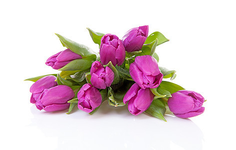 紫色荷兰郁金香灯泡花朵粉色花束图片