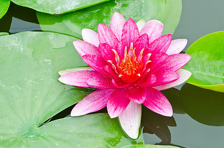 红莲花环境叶子植物群花瓣季节百合宏观宗教植物荷花背景图片