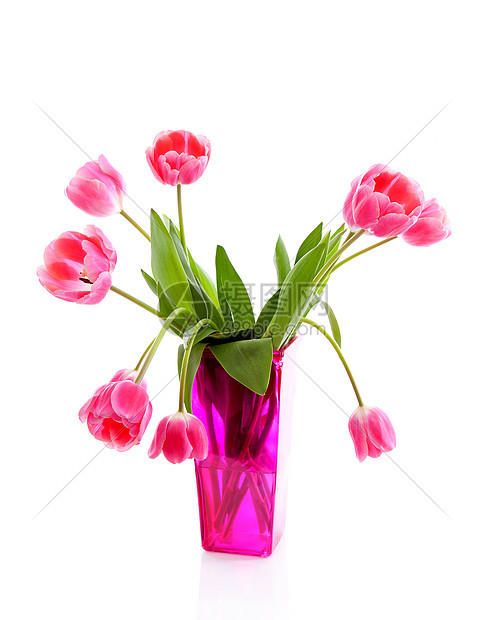 荷兰郁金香粉花瓶图片