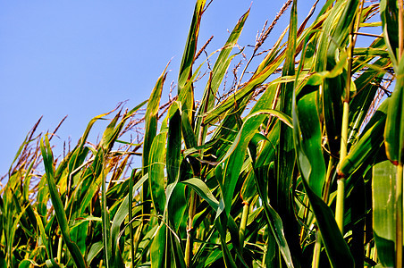 角字段叶子食物树叶场地玉米植物耳朵农场流苏图片