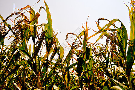 角字段场地树叶植物叶子耳朵食物流苏玉米农场图片