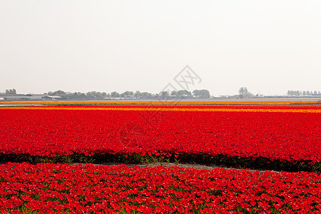 带有红色郁金香的荷兰灯泡场灯泡花朵场地农业花坛天空利瑟图片
