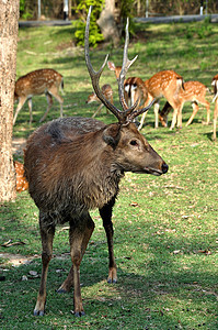Sika 鹿团体眼睛荒野耳朵公园森林婴儿草地哺乳动物毛皮图片
