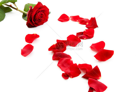 红玫瑰和落叶树叶植物红色工作室荆棘浪漫花瓣图片