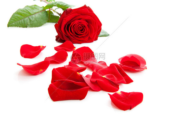 红玫瑰和落叶树叶工作室浪漫红色荆棘植物花瓣图片
