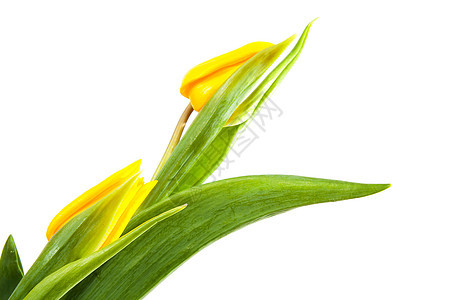 特写的黄色郁金香背景图片