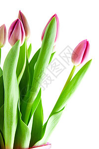 粉红的荷兰郁金香树叶花瓶花朵粉色植物花束图片