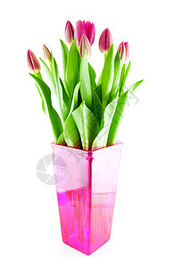 花瓶中粉红色荷兰郁金香布图片