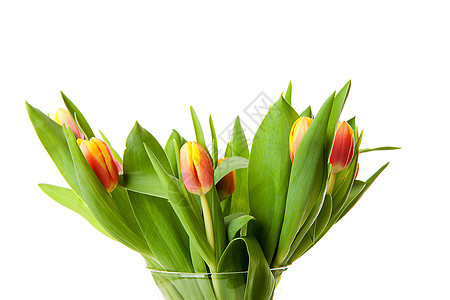 荷兰郁金香包红色树叶花束花朵花瓶黄色图片