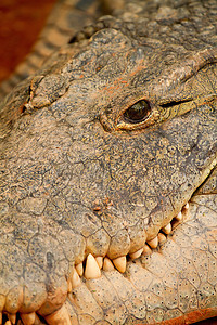 鳄鱼头爬虫爬行动物捕食者眼睛宏观野生动物皮肤动物园动物图片