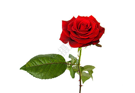 单一红玫瑰花朵礼物红色浪漫图片