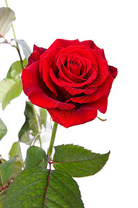 特写时红玫瑰礼物红色花朵浪漫图片