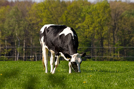 黑白荷兰牛牛奶动物黑色农场场地奶牛牧草语法白色草原图片