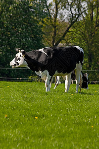 黑白荷兰牛牧草场地语法牛奶动物农场黑色白色奶牛草原背景图片