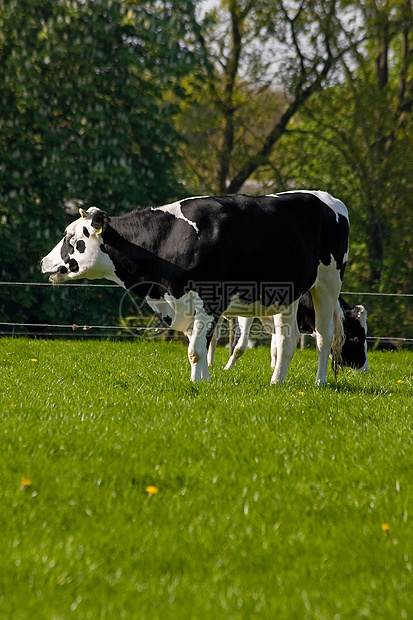 黑白荷兰牛牧草场地语法牛奶动物农场黑色白色奶牛草原图片