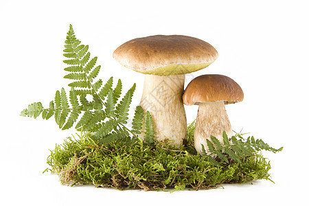 两个蘑菇美味营养叶子棕色食物荒野宏观帽子苔藓季节图片