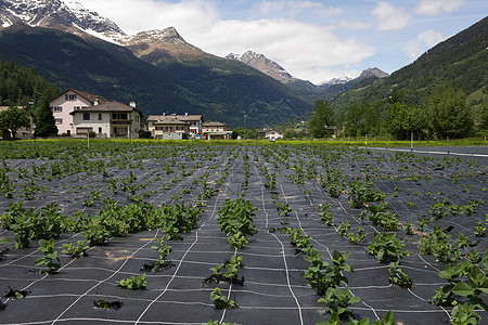 瑞士的农业项目图片